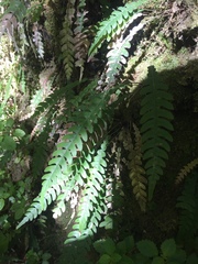 Blechnum mochaenum