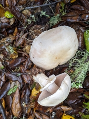 Agaricus cruciquercorum