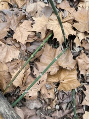 Equisetum hyemale