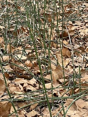 Equisetum hyemale