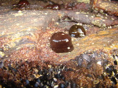 Actinia bermudensis