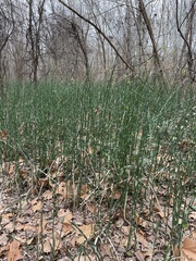 Equisetum hyemale