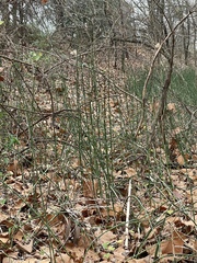 Equisetum hyemale