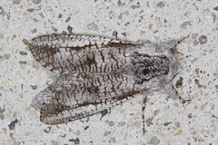 Endoxyla secta