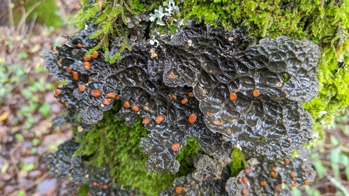 Lobaria anthraspis (Ach.) T.Sprib. & McCune