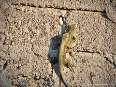 Sceloporus grammicus