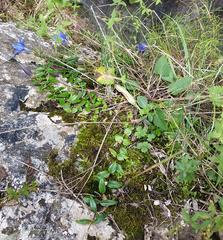 Gentiana septemfida grossheimii