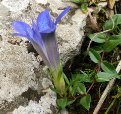 Gentiana septemfida grossheimii