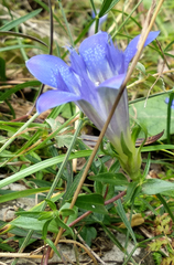Gentiana septemfida grossheimii