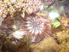 Anemonia sargassensis