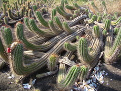Coleocephalocereus fluminensis