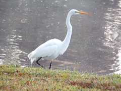 Ardea alba