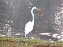 Ardea alba