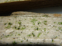 Chaenotheca stemonea