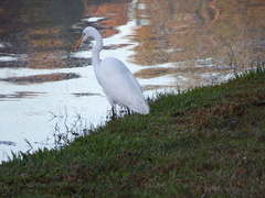 Ardea alba