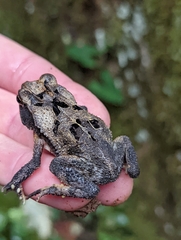 Incilius melanochlorus