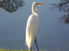 Ardea alba
