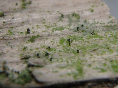 Chaenotheca stemonea