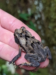Incilius melanochlorus