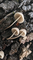 Mycena murina