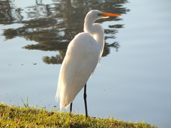 Ardea alba