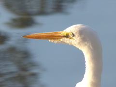 Ardea alba