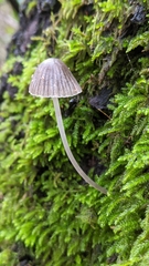 Mycena murina