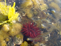 Actinia bermudensis