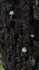 Mycena murina