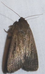 Setagrotis vocalis