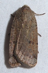 Abagrotis orbis