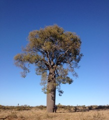 Brachychiton rupestris