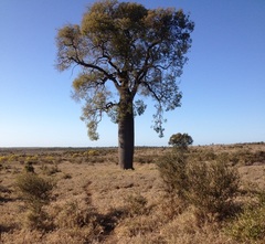 Brachychiton rupestris