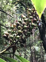 Alpinia caerulea