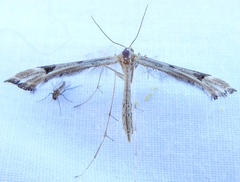 Platyptilia tesseradactyla