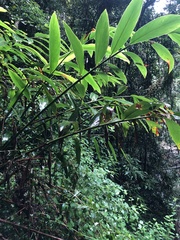Alpinia caerulea