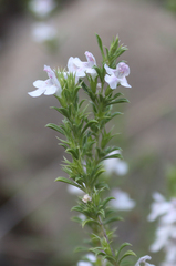 Satureja intermedia