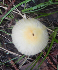 Bolbitius reticulatus