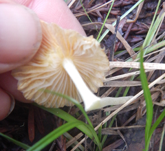 Bolbitius reticulatus