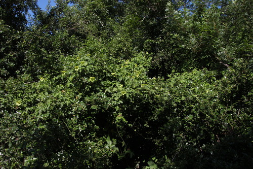 Image of Dalechampia capensis by (c) Tony Rebelo, some rights reserved (CC BY-SA)