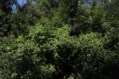 Dalechampia capensis