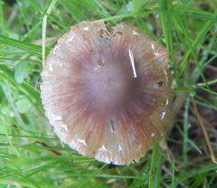 Mycena aurantiomarginata
