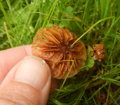 Mycena aurantiomarginata