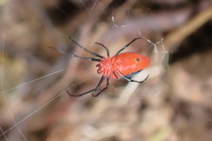 Leucauge licina