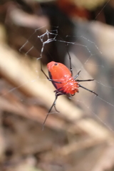 Leucauge licina