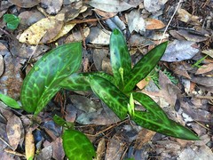 Erythronium citrinum