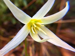 Erythronium citrinum