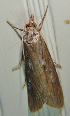 Occidentalia comptulatalis