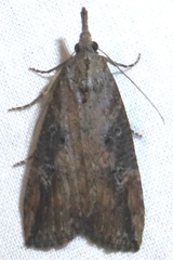 Hypena humuli