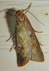 Occidentalia comptulatalis